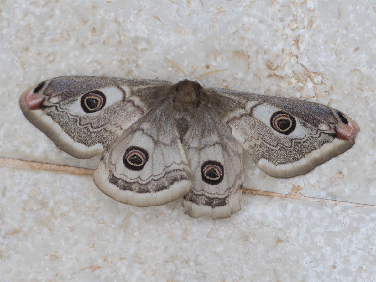 Saturnia pavonia